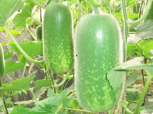 吃葫芦瓜的配音视频大全,趣味横生的配音视频大盘点