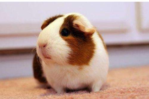 荷兰猪可以吃瓜叶吗视频,瓜叶的适宜性探讨