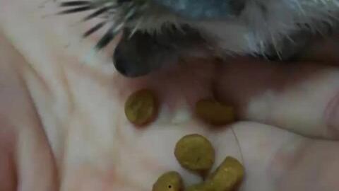 小刺猬可以吃洋瓜吗视频,小刺猬的洋瓜美食探索之旅