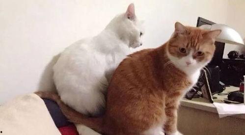 猫和老公吃大瓜视频播放,视频播放引发网友热议