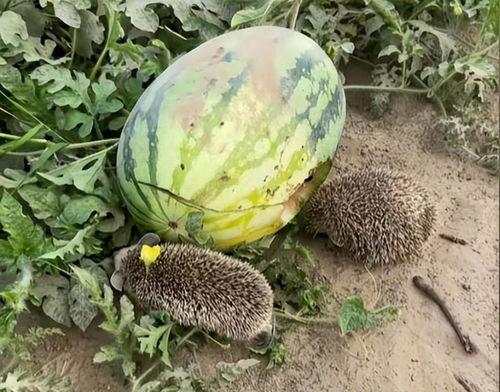 山西太原吃瓜被抓视频,一幕引发的网络热议与法律思考