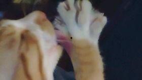 高考吃瓜母亲视频,一场关于爱与教育的温馨故事