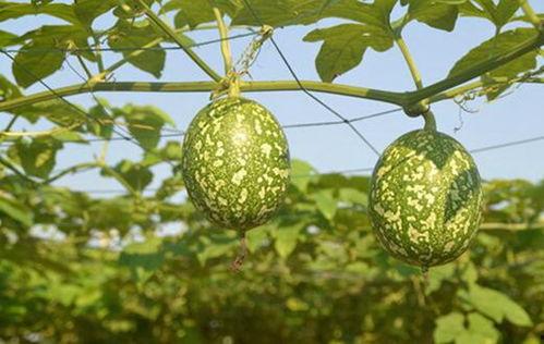 吃小吊瓜的视频大全,视频大全带你领略美味瞬间