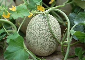 小石榴吃哈密瓜好吗视频,甜蜜滋味尽收眼底