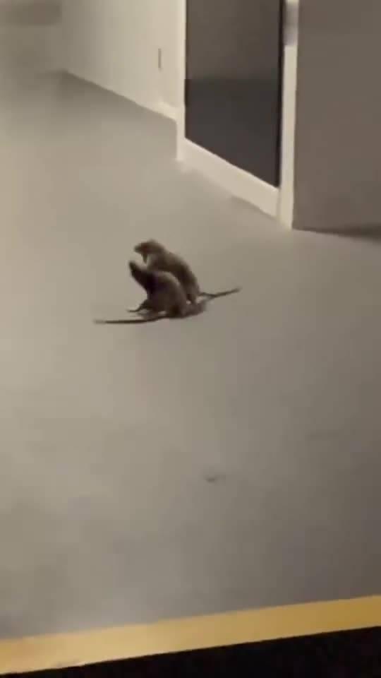 老鼠吃瓜视频在线观看全集,跟随小老鼠探索瓜界奥秘