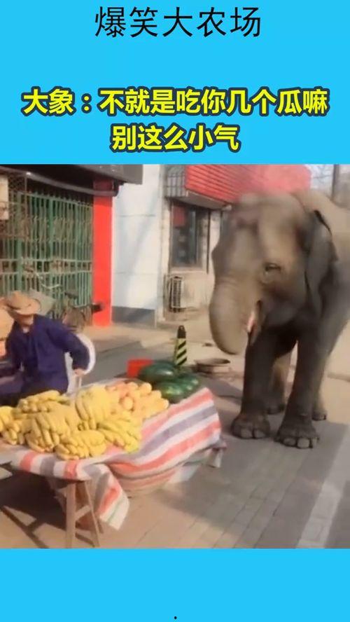 大象吃葫芦瓜视频大全图片,葫芦瓜盛宴大揭秘
