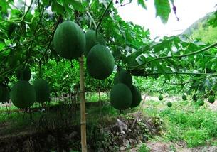 小吊瓜敢吃吗视频,揭秘小吊瓜的神秘魅力