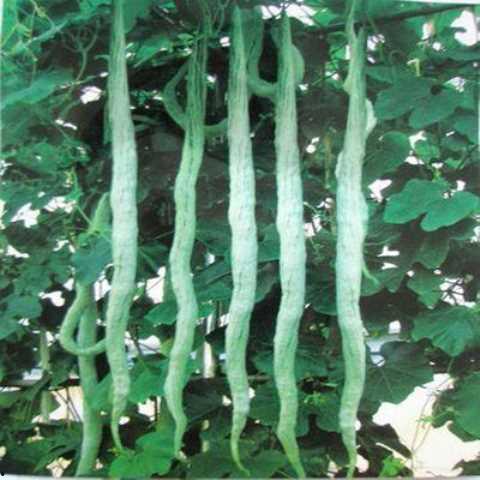 蛇瓜种子可吃吗图片视频